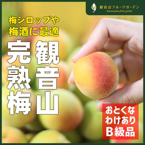 完熟梅（本場紀州産） B級 8kg 和歌山県産 観音山フルーツ