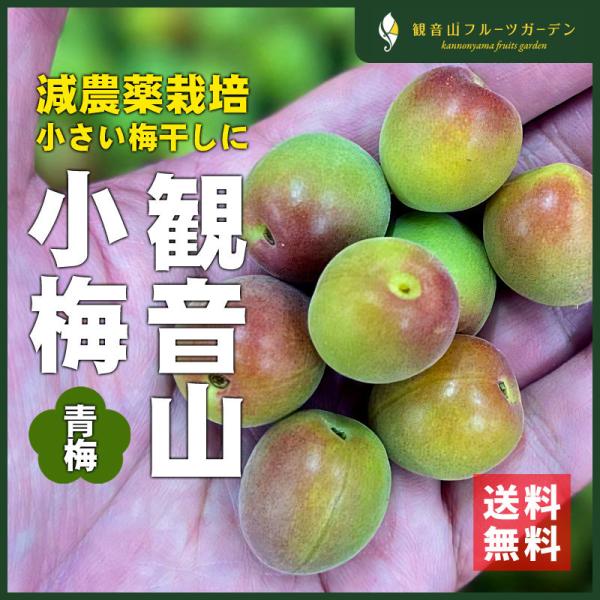 SALE／68%OFF】 山梨県産 青梅 白加賀梅 無農薬 生産者直送 5kg