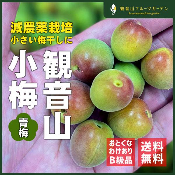 紀州小梅 小梅しゃん 青梅 ご家庭用 訳あり B級品 1kg 和歌山県産小梅