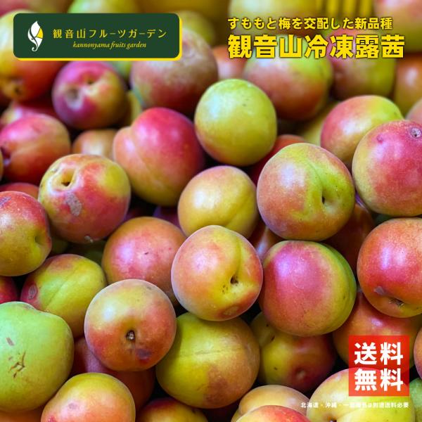 露茜（つゆあかね） 冷凍 AB混合 梅とすももの交配種 1kg 和歌山県産 