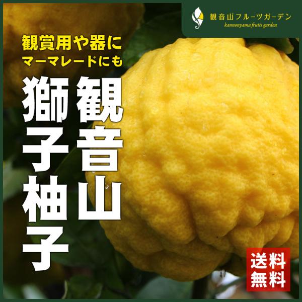 獅子柚子 鬼ゆず 邪気を払う 大玉 1玉 観音山フルーツガーデン 送料