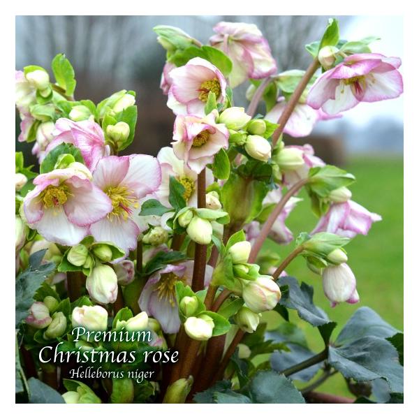 kanosha_ch190930-new01