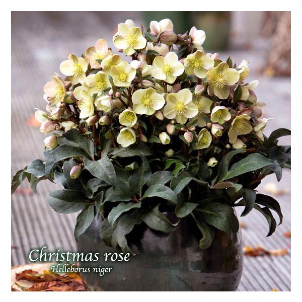 冬咲きクリスマスローズ HGCマーロン13.5cmポット1苗（2年生苗） : 花