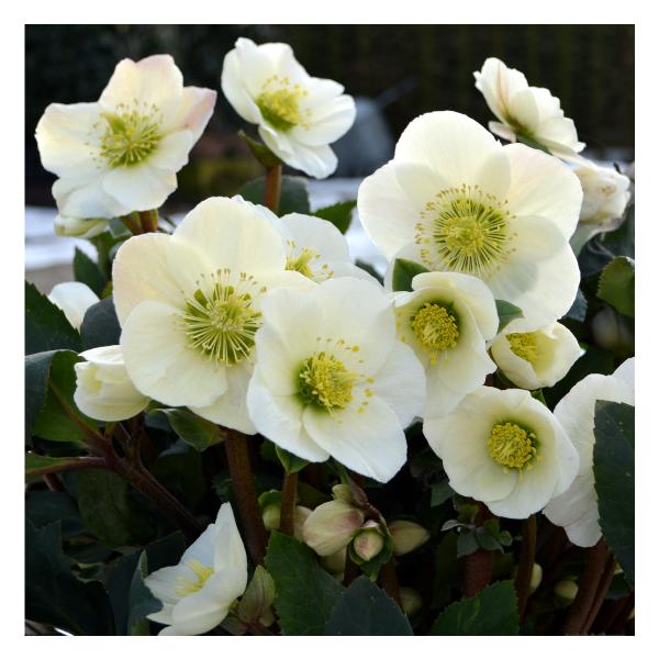 冬咲きクリスマスローズ HGCフロスティー13.5cmポット1苗（2年生苗