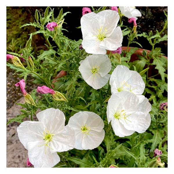 本月見草（夜咲き・白）9cmポット 2苗 : 花農舎ヤフー店 - 通販