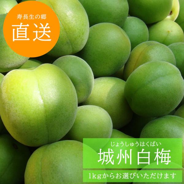 【2026予約販売】城州白梅（じょうしゅうはくばい）1kg〜