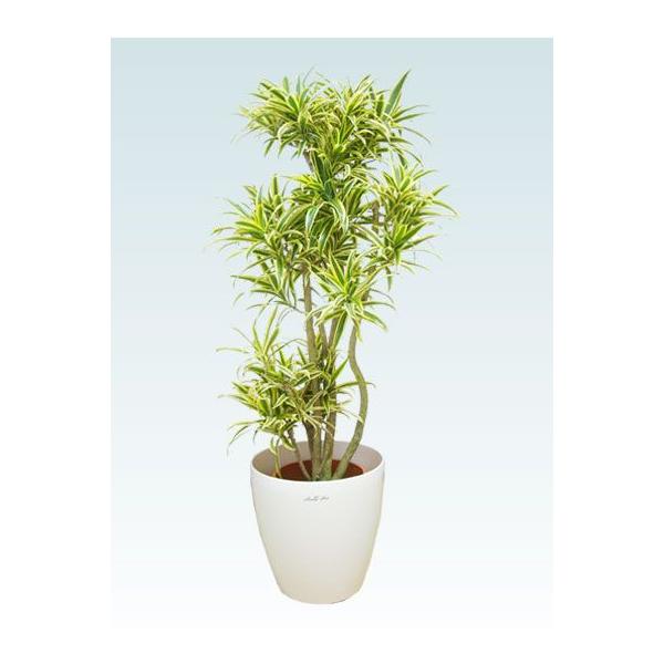 観葉植物 ソングオブインディア ラスターポット付 ｍサイズ Buyee Buyee Japanese Proxy Service Buy From Japan Bot Online