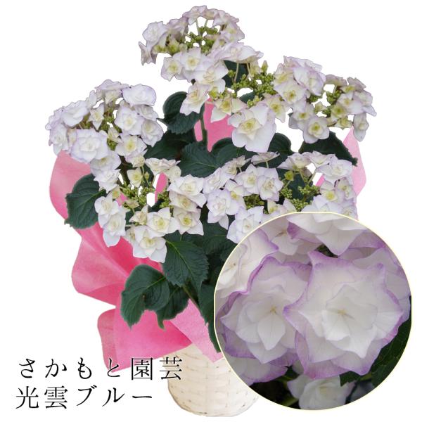 紫陽花 アジサイ バロニー、光雲、ケイコ ブルー 3鉢セット 鉢花B