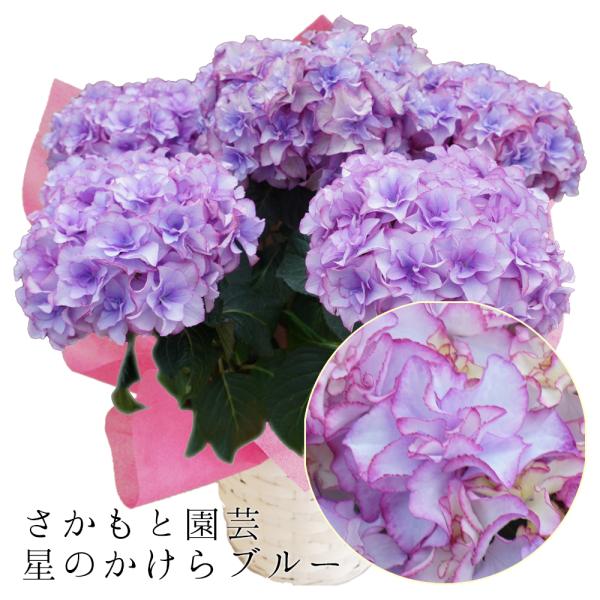 サカモト園芸☆ハイドランジア☆アジサイ☆星のかけら☆5号鉢