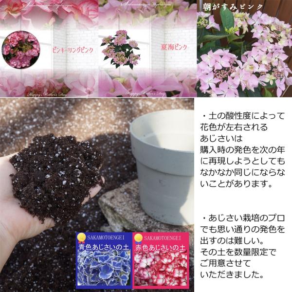 さかもと園芸あじさい苗 3ポットセット 1年物苗 ポット苗 3 5号ポット あじさい Buyee Buyee Japanese Proxy Service Buy From Japan Bot Online