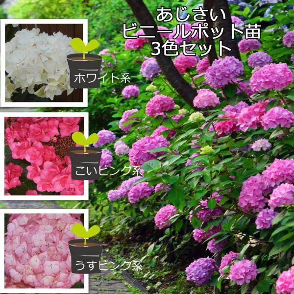 さかもと園芸あじさい苗 3ポットセット 白赤ピンク系 1年物苗 ポット苗 3 5号ポット あじさい Buyee Buyee Japanese Proxy Service Buy From Japan Bot Online