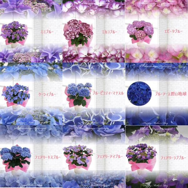 さかもと園芸あじさい苗 3ポットセット 紫水色青系 1年物苗 ポット苗 3 5号ポット あじさい Buyee Buyee Japanese Proxy Service Buy From Japan Bot Online