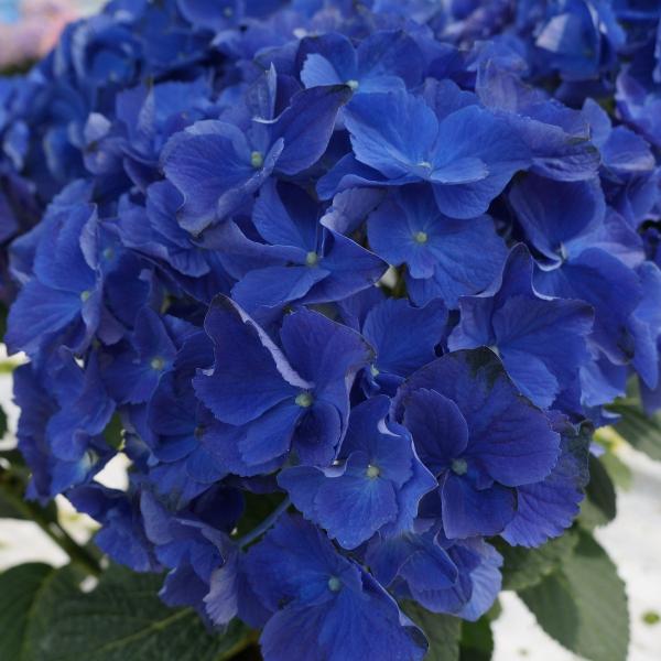 ブルーアース 碧い地球 母の日 達人のあじさい さかもと園芸 プレゼント 色変化アジサイ 鉢植え 鉢花 Buyee Buyee 日本の通販商品 オークションの代理入札 代理購入