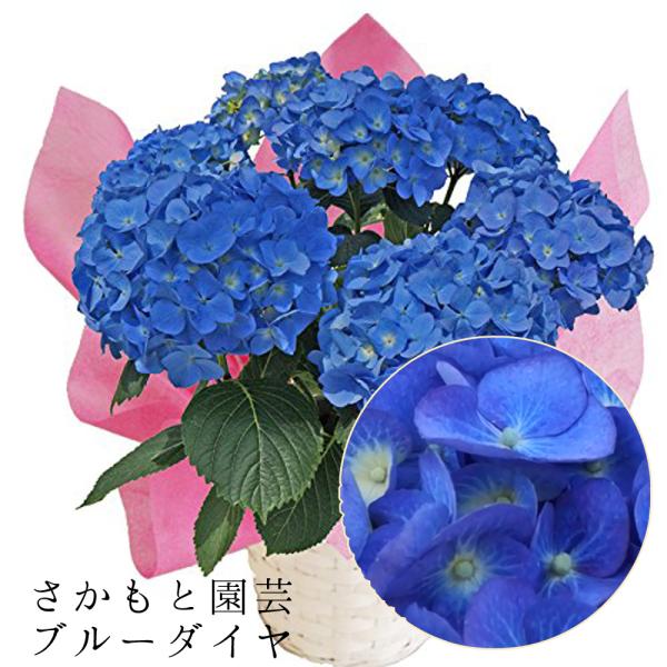 ブルーダイヤモンド 母の日 達人のあじさい さかもと園芸 ユングフラウ お祝い プレゼント アジサイ 鉢植え 送料無料 鉢花 Ajisai Bluedaia01 群馬の鉢花カオプストア 通販 Yahoo ショッピング
