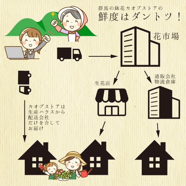 ブルーダイヤモンド 母の日 達人のあじさい さかもと園芸 ユングフラウ お祝い プレゼント アジサイ 鉢植え 送料無料 鉢花 Buyee Buyee Japanese Proxy Service Buy From Japan Bot Online