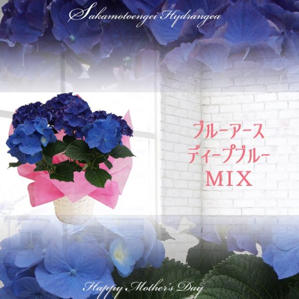 ディープブルー ブルーアース 母の日 達人のあじさい さかもと園芸 プレゼント アジサイ 鉢植え 送料無料 鉢花 Buyee Buyee 日本の通販商品 オークションの代理入札 代理購入