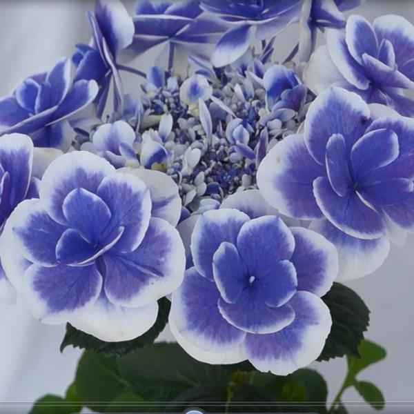 ドリップブルー 母の日 達人のあじさい さかもと園芸 プレゼント アジサイ 鉢植え 鉢花 Buyee Buyee Japanese Proxy Service Buy From Japan Bot Online