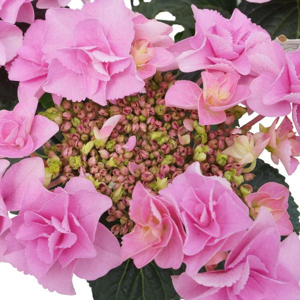 フェアリーアイピンク 母の日 達人のあじさい さかもと園芸 プレゼント アジサイ 鉢植え 鉢花 Buyee Servis Zakupok Tretim Licom Buyee Pokupajte Iz Yaponii