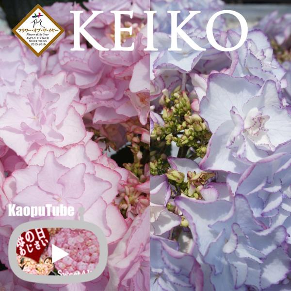 母の日ギフト さかもと園芸のあじさい Keiko ケイコ プレゼント アジサイ 鉢植え フラワーオブザイヤー Buyee Buyee 日本の通販商品 オークションの代理入札 代理購入