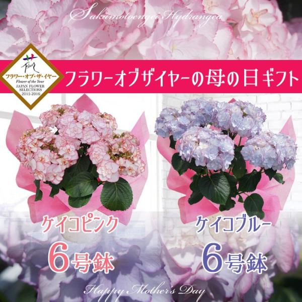 フラワーオブザイヤー受賞 さかもと園芸 ケイコブルー ケイコピンク６号鉢 母の日 送料無料 花鉢植え ｋｅｉｋｏ けいこ Ajisai Keiko01 6gou 群馬の鉢花カオプストア 通販 Yahoo ショッピング