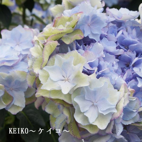 夏色 秋色ケイコブルー さかもと園芸 夏色 秋色あじさい アンティークアジサイ ポージィブーケ Buyee Buyee Japanese Proxy Service Buy From Japan Bot Online