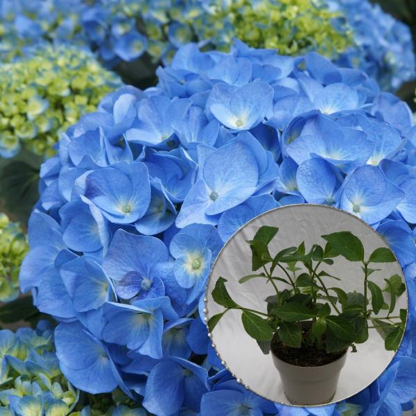 ブルーダイヤモンド苗木 人気品種あじさい苗木 5号鉢 ２年物の充実株 庭木 花木 Buyee Buyee บร การต วกลางจากญ ป น ซ อจากประเทศญ ป น