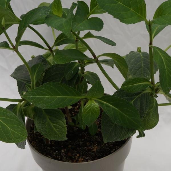 クリムゾン苗木 人気品種あじさい苗木 5号鉢 ２年物の充実株 庭木 花木 Buyee Buyee Japanese Proxy Service Buy From Japan Bot Online