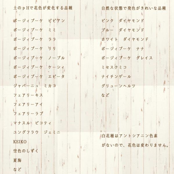 クリムゾン苗木 人気品種あじさい苗木 5号鉢 ２年物の充実株 庭木 花木 Buyee Buyee Japanese Proxy Service Buy From Japan Bot Online