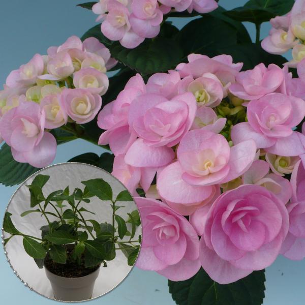 GKXc؁@lCi킠c؁@5@QN̏[@؁@Ԗ