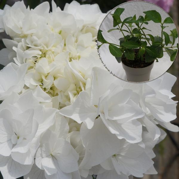 グレイス苗木 人気品種あじさい苗木 5号鉢 ２年物の充実株 庭木 花木 Buyee Buyee Japanese Proxy Service Buy From Japan Bot Online