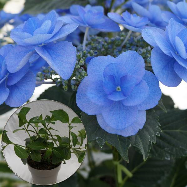 P[VBc؁@lCi킠c؁@5@QN̏[@؁@Ԗ