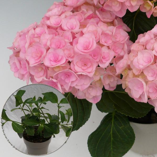 A[c؁@lCi킠c؁@5@QN̏[@؁@Ԗ