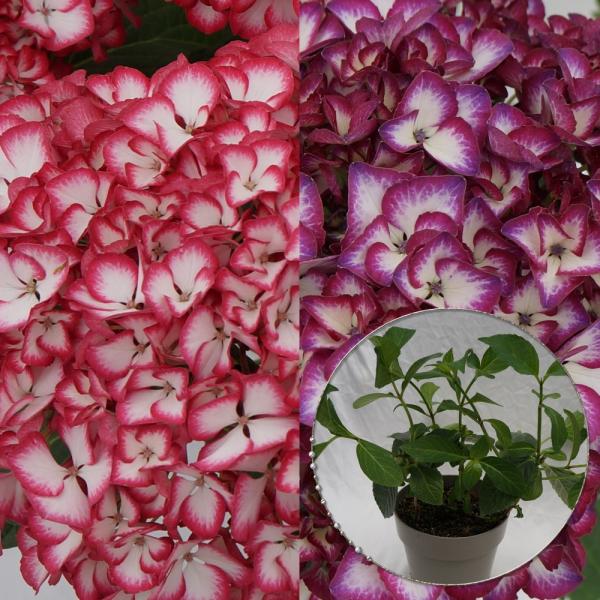 ミカコ苗木 人気品種あじさい苗木 ジャパーニュシリーズ 5号鉢 庭木 花木 Buyee Buyee 日本の通販 商品 オークションの代理入札 代理購入