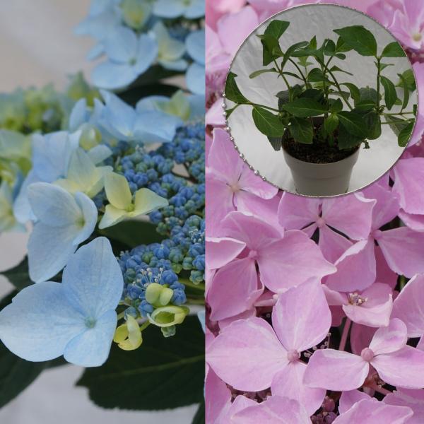 植木 あじさいの人気商品 通販 価格比較 価格 Com