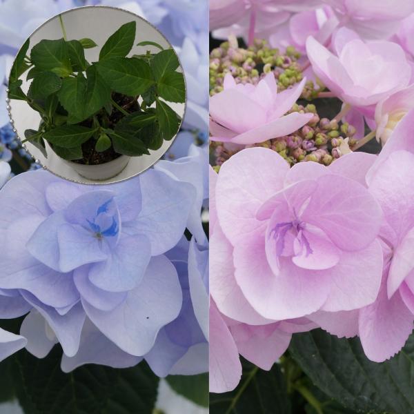 m[uc؁@lCi킠c؁@5@QN̏[@؁@Ԗ