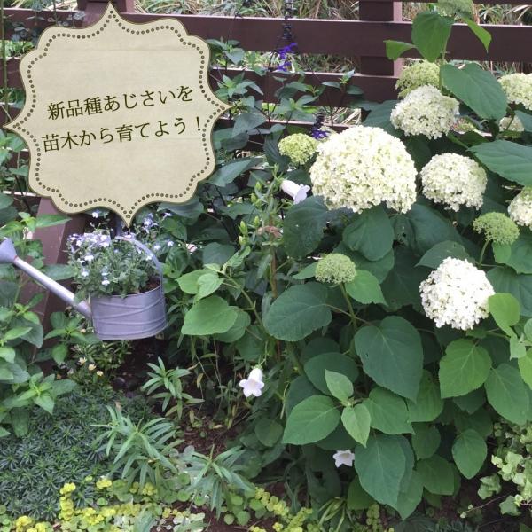 ピンクダイヤモンド苗木 人気品種あじさい苗木 5号鉢 ２年物の充実株 庭木 花木 Buyee Buyee 日本の通販商品 オークションの代理入札 代理購入