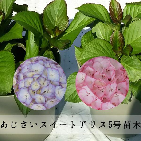 植木 あじさいの人気商品 通販 価格比較 価格 Com