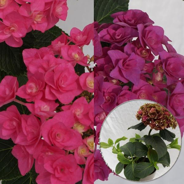 rrAc؁@lCi킠c؁@5@QN̏[@؁@Ԗ