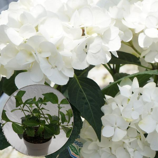 zCg_Cc؁@lCi킠c؁@5@QN̏[@؁@Ԗ