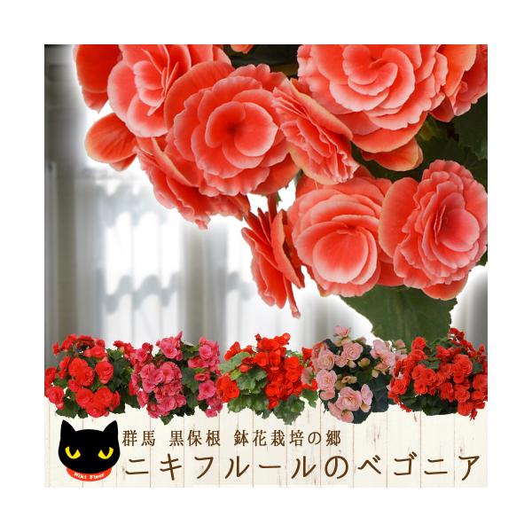 送料無料 鉢 ベゴニア 生花の人気商品 通販 価格比較 価格 Com