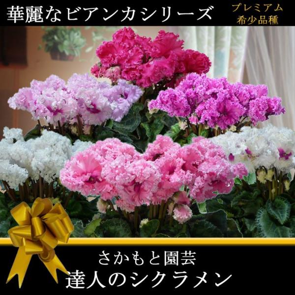 y7܂ŒmőzVN@rAJsN@_ѐYb܎܁@Ɖ|@Ε@Mtg@