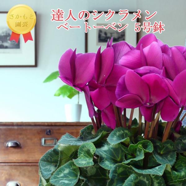 y7܂ŒmőzBl̃VN@pXex[g[x@_ѐYb܎܁@Ɖ|@Ε@Mtg@