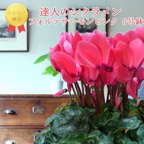 y11甭zBl̃VN@pXetHeT[sN@_ѐYb܎܁@Ɖ|@Ε@Mtg@