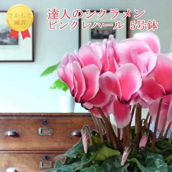 y7܂ŒmőzBl̃VN@pXesNn[@_ѐYb܎܁@Ɖ|@Ε@Mtg@