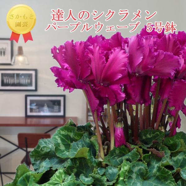 y7܂ŒmőzVN@EF[up[v@_ѐYb܎܁@Ɖ|@Ε@Mtg@