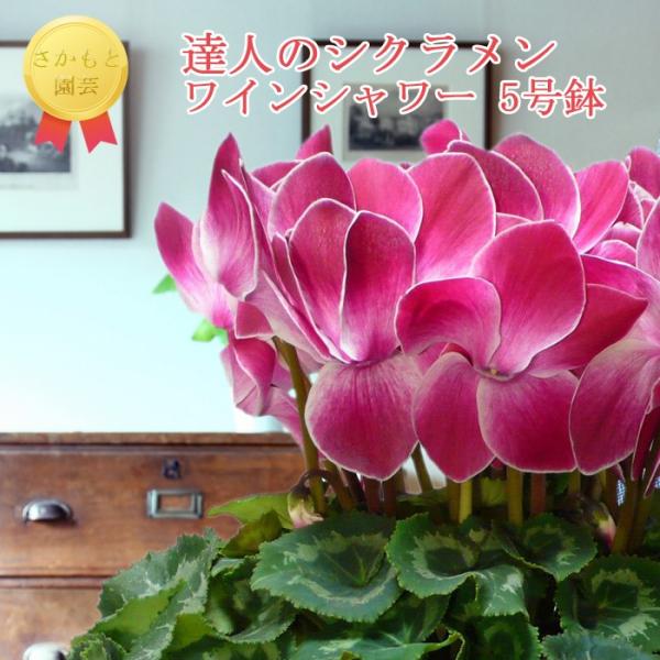 y\tE11JԎ攭zVN@CV[@_ѐYb܎܁@Ɖ|@Ε@Mtg@