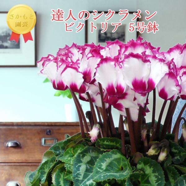 y7܂ŒmőzBl̃VN@rNgA@_b܎ܐYҁ@Ɖ|@Ε@ Mtg@