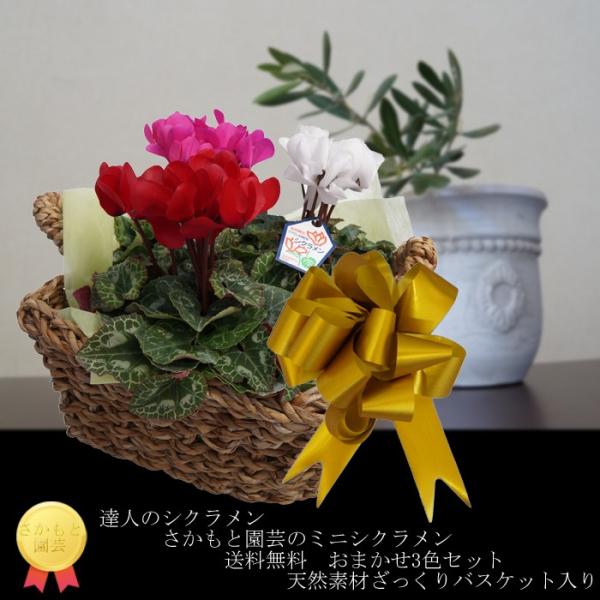 �y�_�ѐ��Y��b�܎�܁z�������Ɖ��|�@�B�l�̃V�N�������@�y3�F�~�j�V�N�������o�X�P�b�g�z�v���[���g�@�M�t�g�@�����i�@�h�V�̓�