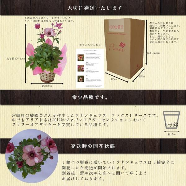 予約3月発送 ラナンキュラスラックスシリーズ アリアドネ 5号 鉢植え 群馬登坂園芸直送 カオプストア Buyee 日本代购平台 产品购物网站大全 Buyee一站式代购 Bot Online