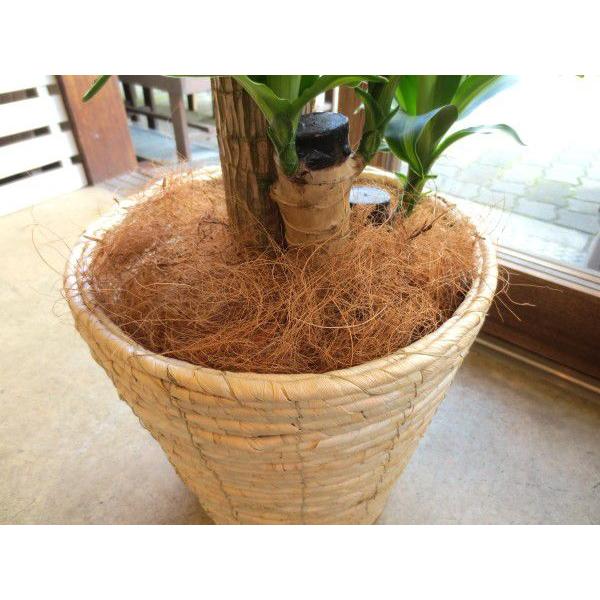 マルチング 鉢土隠し 材ココファイバー ナチュラル 約100g 薫る花 観葉植物 花鉢 寄せ植え ハンギング プレゼント ギフト 鉢カゴ 鉢カバー ココヤシ繊維 Buyee Buyee Japanese Proxy Service Buy From Japan Bot Online